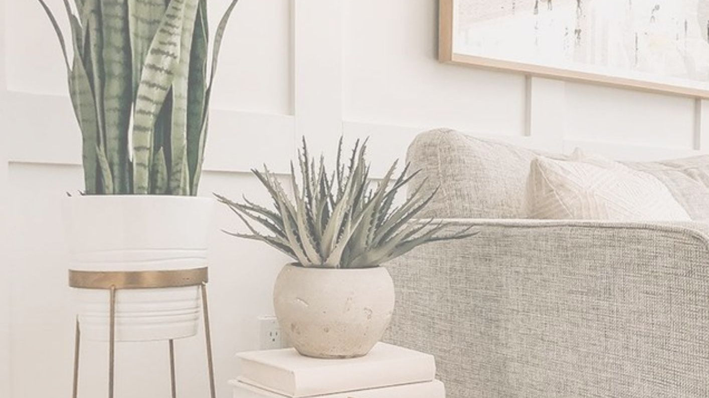 Top 5 Easy House Plants for a New Plant Mom