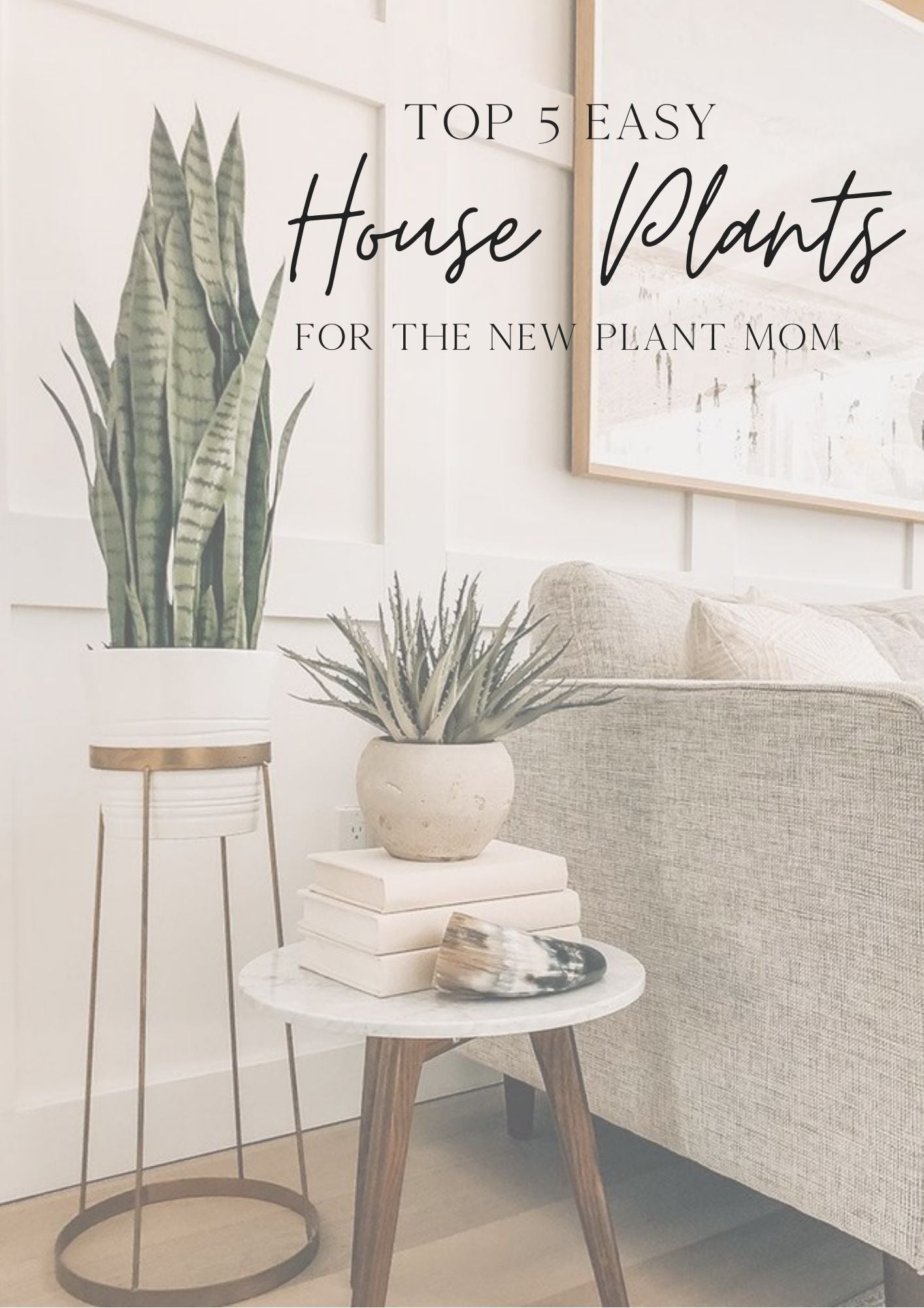 Top 5 Easy House Plants for a New Plant Mom